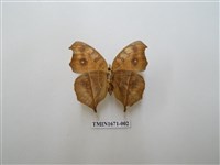 藏品(眼蛺蝶)的圖片